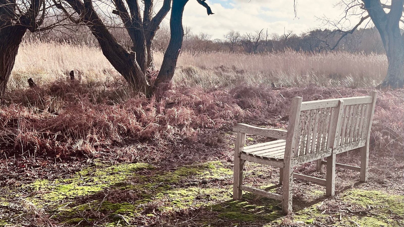 What is coaching? An empty bench beneath bare trees, a quiet place to think things through